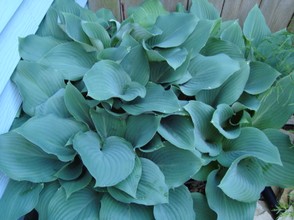 hosta