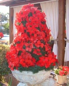 Poinsettias in a Christmas display