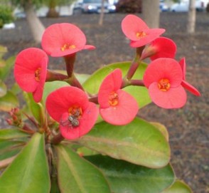 Euphorbia splendens