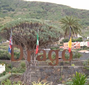 Dracaena draco the Dragon Tree