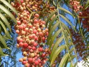 The Pepper Tree