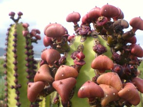 Euphorbia canariensis