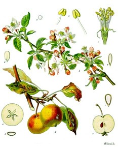 apple