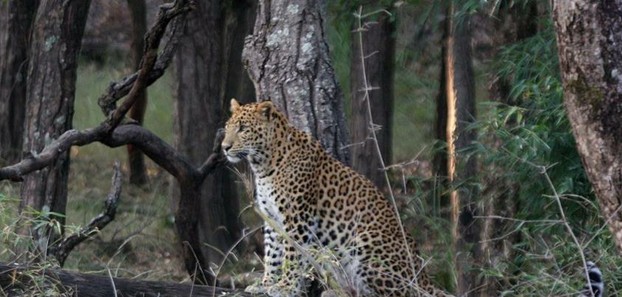 Leopard