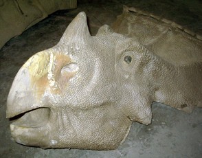 An unfinished model of a dinosaur head.