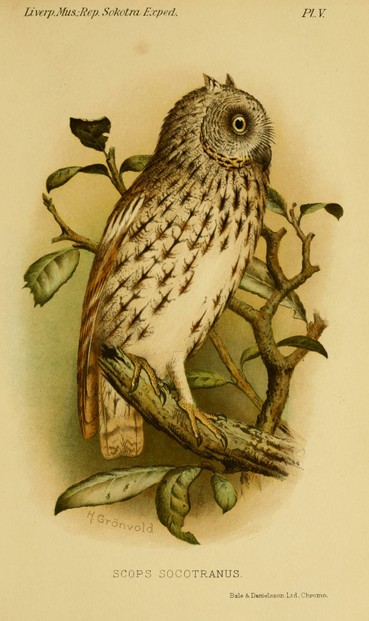 Scops socotranus: engraving by Bale & Danielsson, Ltd. after an original by Henrik Grönvold (1858–1940)