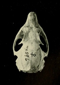 Plate 26, Figure D, opposite page 240