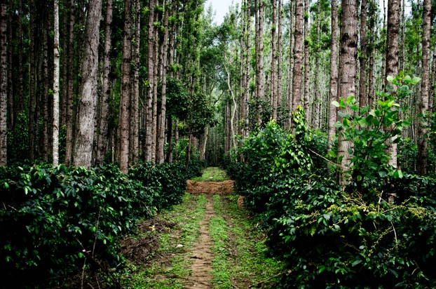 Chikkamagaluru (Chikmagalur), Chikkamagaluru district, southwestern Karnataka state, southwestern India