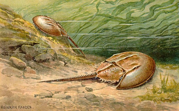 Tiere der Urwelt, Series 1a (1902-1916); Kakao-Compagnie Theodor Reichardt, Wandsbek, Hamburg, Northern Germany
