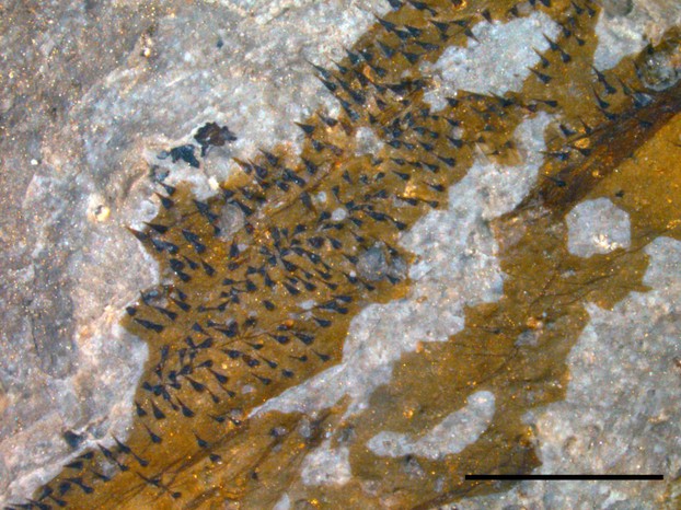 J. Lamsdell et al., "The oldest described eurypterid," BMC Evolutionary Biology, vol. 15 (2015), Figure 4