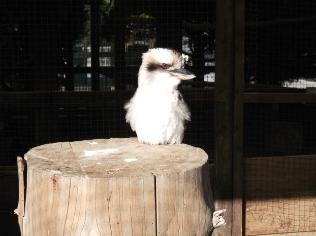 Kookaburra