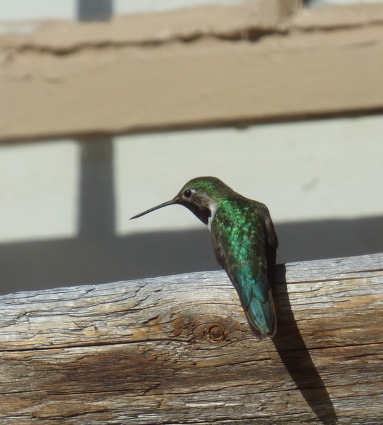 Black-chinned Hummingbird