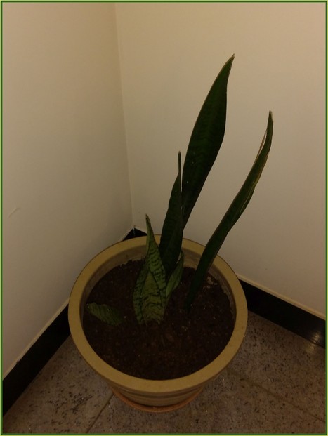 Sansevieria