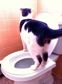 Albus Toilet Trained Cat CitiKitty Step 8