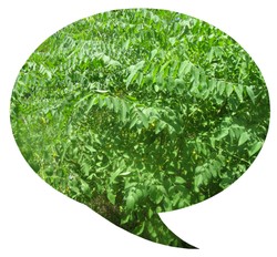 My Successful Search for Edible Landscaping