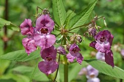 Invasive Species in Britain