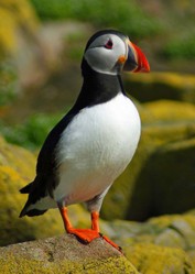 The Remote Islands of Britain