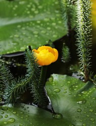 Making a Garden Pond