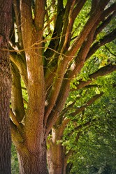 Saving the Celtic Rainforest