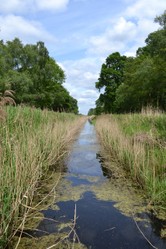 Rushes